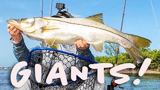 So You Want To Catch GIANT Snook? Then Watch This!