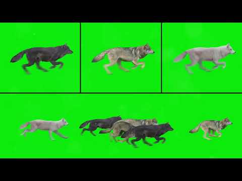 Join the Wolf Pack  Saitama on Solana 2024