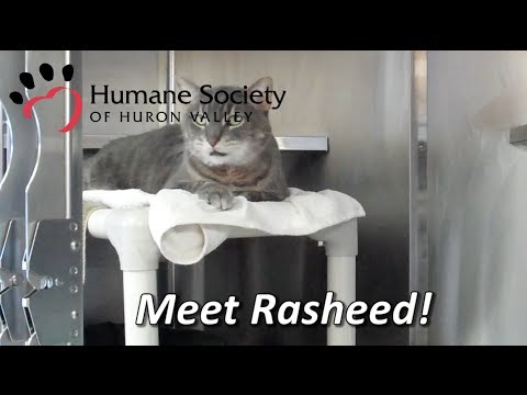 Meet friendly Rasheed!