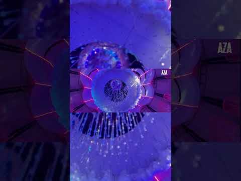 @AzaOfficial x Ghiunay Sax - Live #bearmusic