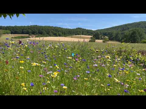 Abfall in Galatien # 36