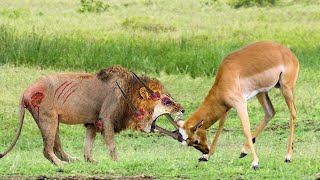 Impala Knock Down Lion King With Their Horns To Save His Teammate – Lion vs Gemsbok, Kudu, Porcupine