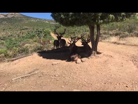 Enorme ciervo se deja acariciar