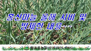 홍산마늘 올해 시비ㅣ및 방제  작업내용