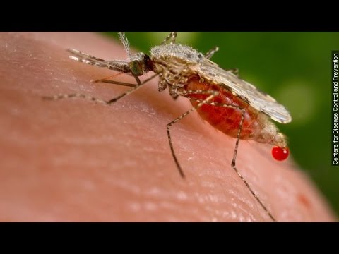 How Genetically Modified Mosquitoes Could Help Stop Malaria - Newsy