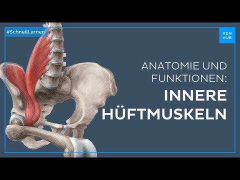 Innere Hüftmuskulatur  - Anatomie und Funktion schnell lernen | Kenhub