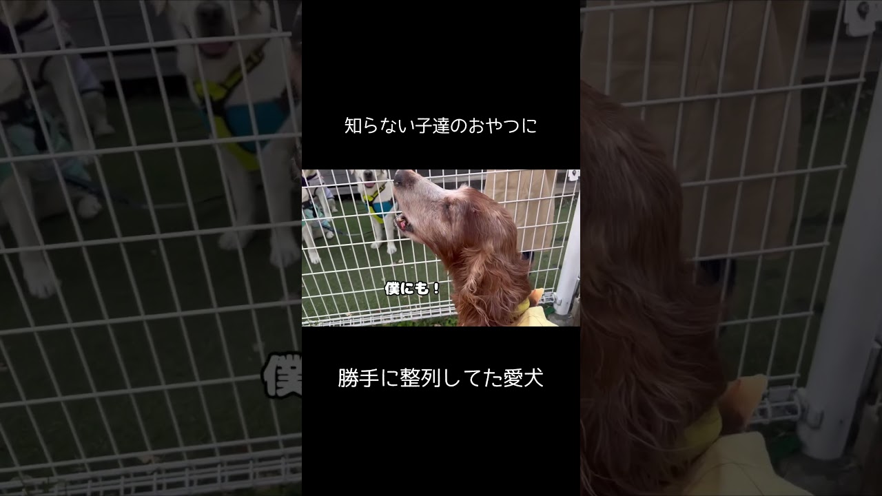 大型犬は甘えん坊で食いしん坊