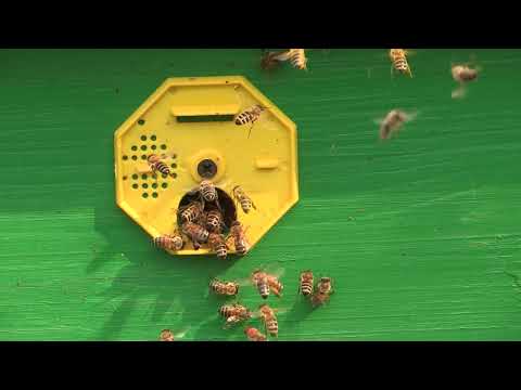 Boja meda ep. 202 18.01.2022. Upravljanje voskom i saćem, zimovanje pčela
