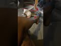 crossed legs toe tapping in heels