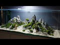 Aquarium Design Mountain
