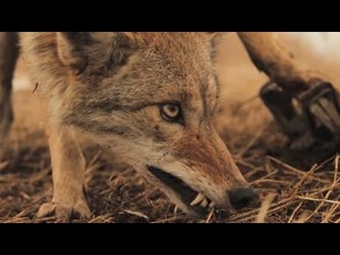 Damage Control: Coyote Trapping - The Management Advantage #59
