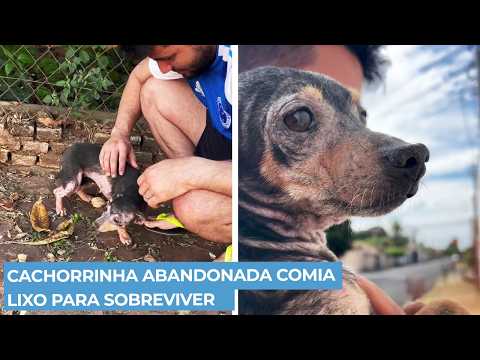 Cachorrinha Coberta De Sarna Vivia Do Lixo Encontro Com Casal Mudou Seu Destino