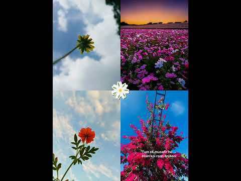 Very beautiful flowers #😊😊#