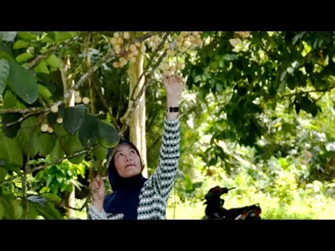 Patogen perempuan di tetes di apotik untuk membeli nama Altai mumi untuk potensi