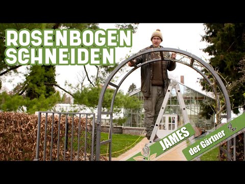 So schneidet man einen Rosenbogen im Frühjahr | James der Gärtner
