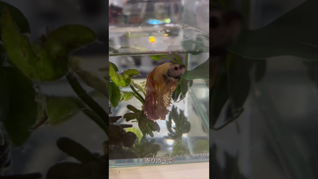 【たろちゃんありがとう】