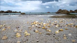 Sequencial - 1994 - Sea Shells (Extended Mix)