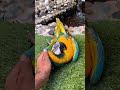 Golden Macau Parrot Cuteanimals Cutebirds Amazingshorts Bird Cute Cutepets Youtubeshort