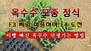 [텃밭농부 2,247]  옥수수 모종 정식. F4 도전! #옥수수재배
