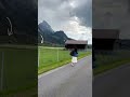 Ddlj Switzerland