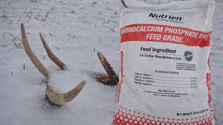 Mineral Stations For Buck Whitetail Deer and Shed Hunting 2026 What Work Best In My Experience 