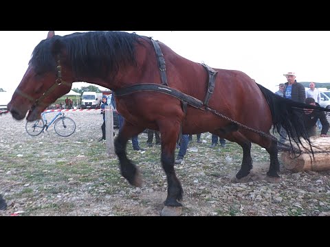 Cai de tracțiune proba specială cel mai puternic cal Marginea - Bucovina 4 Iunie 2023