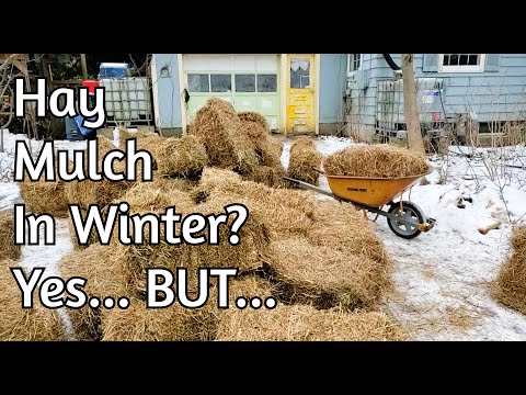 Arctic Blast Prep: Hay Mulch Risks & Cold Weather Plant Care