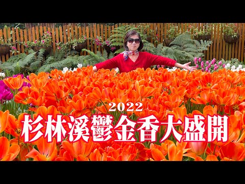 鬱金香顏色