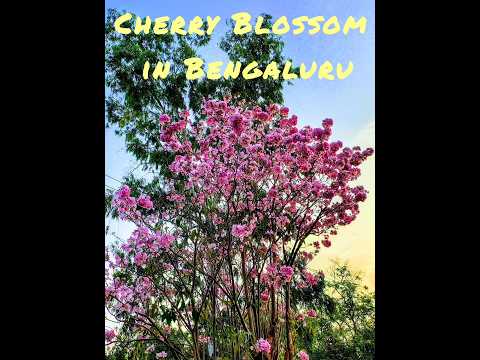 Cherry Blossom in Bengaluru this Spring 2025 #cherryblossom #spring2025 #bengaluru #viral #trending