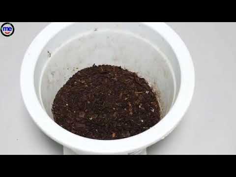 what to do with rotten tomatoes