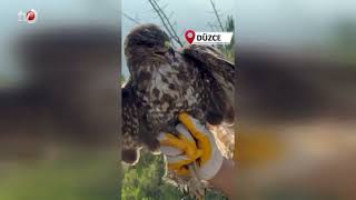 Yüksek Gerilim Hattına Çarpıp Felç Geçiren Kızıl Şahin Doğayla Buluştu