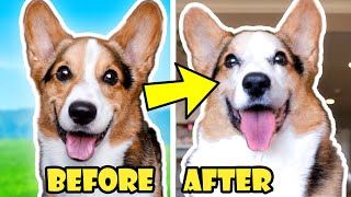 My CORGI Dog Lost his Fur in 6 Months of Treatment