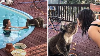 Woman shares a beautiful once in a lifetime moment with a koala that visits her pool by Did You Know Animals?