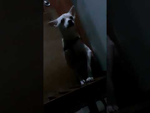 #keanna doggie curious about the sound in the kitchen