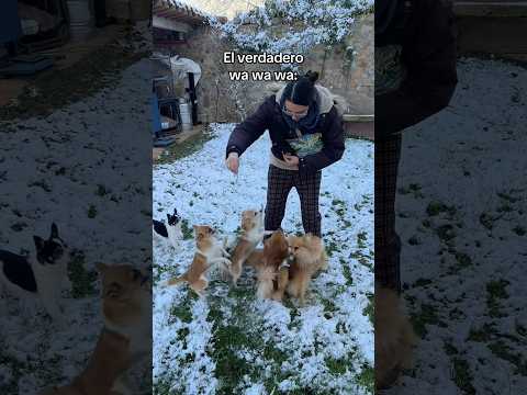 Chihuahua wa wa wa 🐕