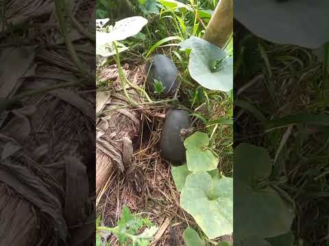 finca cerca a Marsella Risaralda