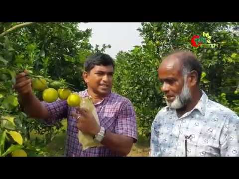 বারি মাল্টা ১ - এক মৌসুমে কৃষকের আয় ৩০ লাখ টাকা