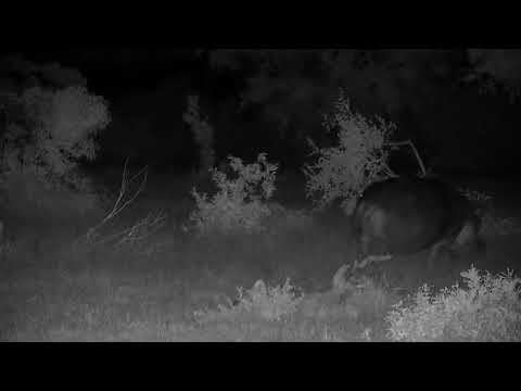 Djuma: Hippo heading off to graze - 03:32 - 11/11/2022