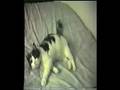 Delilah (footage of Freddie Mercury's favourite cat)