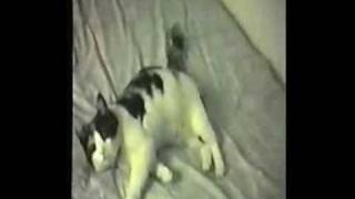 Delilah (footage of Freddie Mercury&#39;s favourite cat)