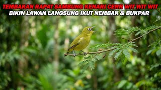 Download lagu PANCINGAN PLECI NEMBAK RAPAT SAMBUNG KENARI WIT WIT WIT CERR , BIKIN IKUT NEMBAK DAN BUKA PARUH mp3