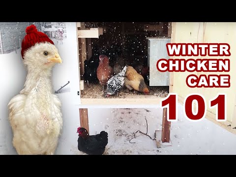 , title : 'WINTER CHICKEN CARE 101 | Keeping Backyard Chickens Warm In COLD WEATHER | EGG LAYING HEN HOMESTEAD'