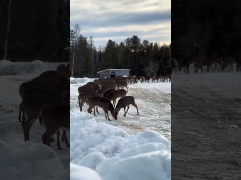 Huge buck!! Maine feed station #shorts #howto #deer #beautiful #winter #maine #nature
