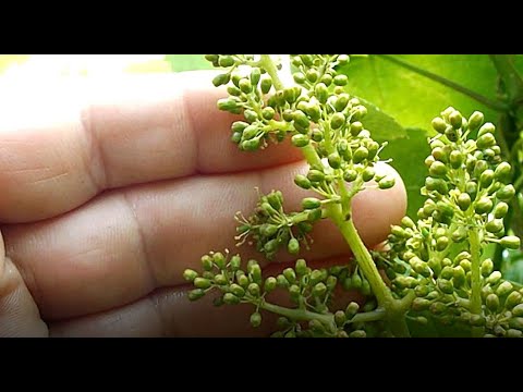 , title : 'Cómo se produce la floración y purgado de la uva - Polinización, fecundación, cuajado. Viticultura'