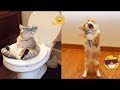 Funny Animals Video 2022 Funiest Cats And Dogs Video Bunbun Animlas Best Funny Dogs Funnycats