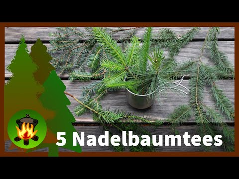 Einladung zur Teestunde mit kleiner Nadelbaum-Bestimmung von @EinMannimWald