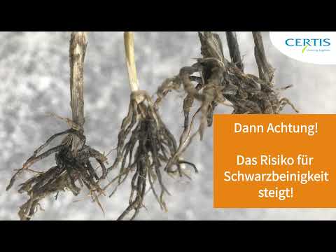 Stoppelweizen und Ungräser fördern Schwarzbeinigkeit - Ertragsverluste drohen!