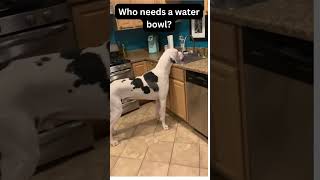 Giant Dog Enjoying Refreshing Drink. #shorts #greatdane