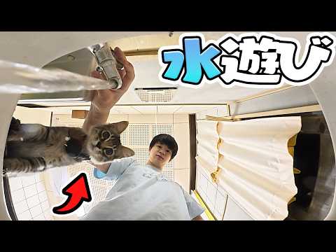 水遊びが大好きな子猫が珍しいwww【ルーティーン】