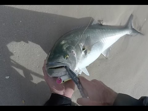 download lagu mp3 mp4 Bluefish Near Me, download lagu Bluefish Near Me gratis, unduh video klip Bluefish Near Me